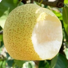 ���ڰ��մXɽ���摪����ˮ�����Ӷ�֭��ɽѩ��a��ֱ�l���r������