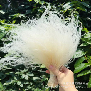 【羽毛草】永生花批发梦幻龙须草针茅diy花材花艺婚庆装饰干花束