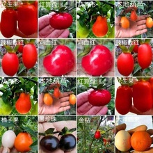 �����Ә��辰�������Ϙ����Ԏ����^���辰����ɒ���м޽�֦�l