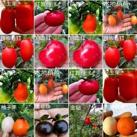 鸭柿子树盆景金弹子老桩盆栽带果观果盆景树苗可挂果有嫁接枝条