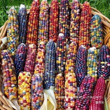 �߲ʲ�����ʯ���׷N�� ��ɫ�������׷N�ӿ�ʳ��С�w��Ŵ������