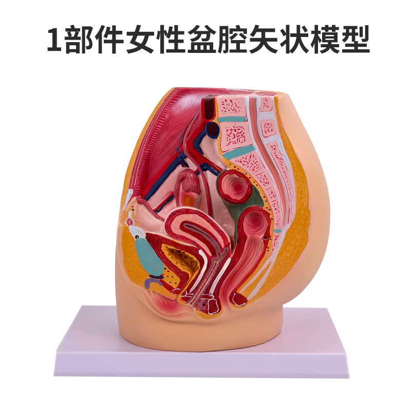 ��ǻģ��Ů��ʸ״����ģ����ֳϵͳ������������ϵͳ��ѧģ��ҽѧ