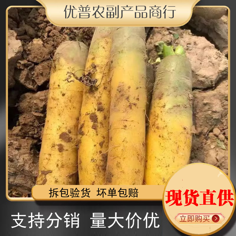 Fresh Carrots for the Season, Yellow Carrots, Freshly Dug Yellow Carrots, Yellow Heart, Straight, Available All Year Round