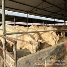 肉牛犢苗夏洛萊牛犢 西門塔爾肉牛牛犢價格種公牛養殖場