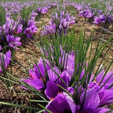 藏红花种球盆栽耐寒耐冻花卉番红花种子苗室内室外药用种植苗批发