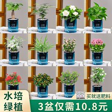 �G�}�lؔ��������⻨������ֲ���҃ȱ��ɸ��F��ˮ��С�Gֲ���B��