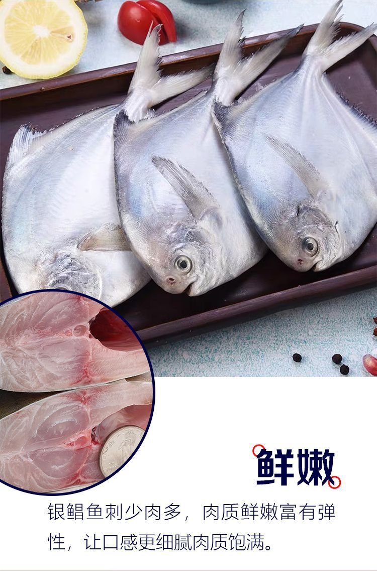 不含箱重东海特大银鲳鱼新鲜鲳鱼大昌鱼平鱼鲳鳊鱼白鲳鱼一件批发-阿里巴巴