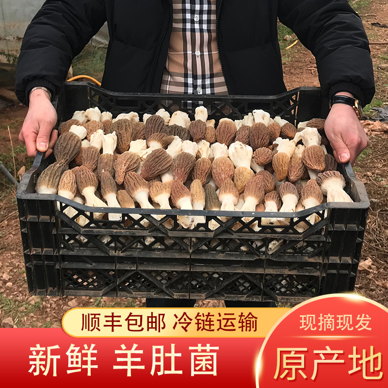 新鲜羊肚菌产地直发楷美新鲜羊肚菌顺丰包邮淘宝代理直用一件代发