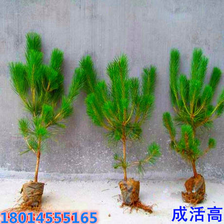 造型日本黑松苗 油松苗 做盆景素材 油松小苗小苗马尾松小苗盆栽