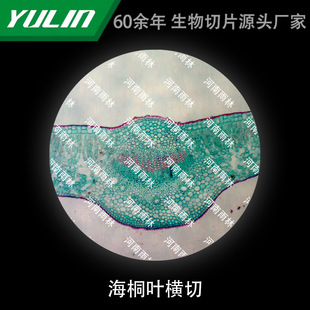 Hailongye Cross-cut Biological Microscope Specimen Slice Animal and Plant Cell Slide Observation Experimental University