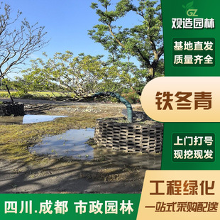 Red Fruit Iron Holly Saplings Sichuan Landscaping Courtyard House Garden Colorful Clusters of Ripe Goods Water Feature Trees