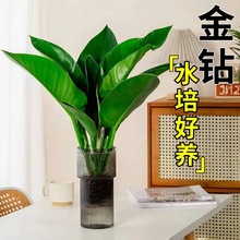 金钻盆栽绿萝箩水培绿植物室内花卉大型客厅旺宅易活四季吸除甲醛