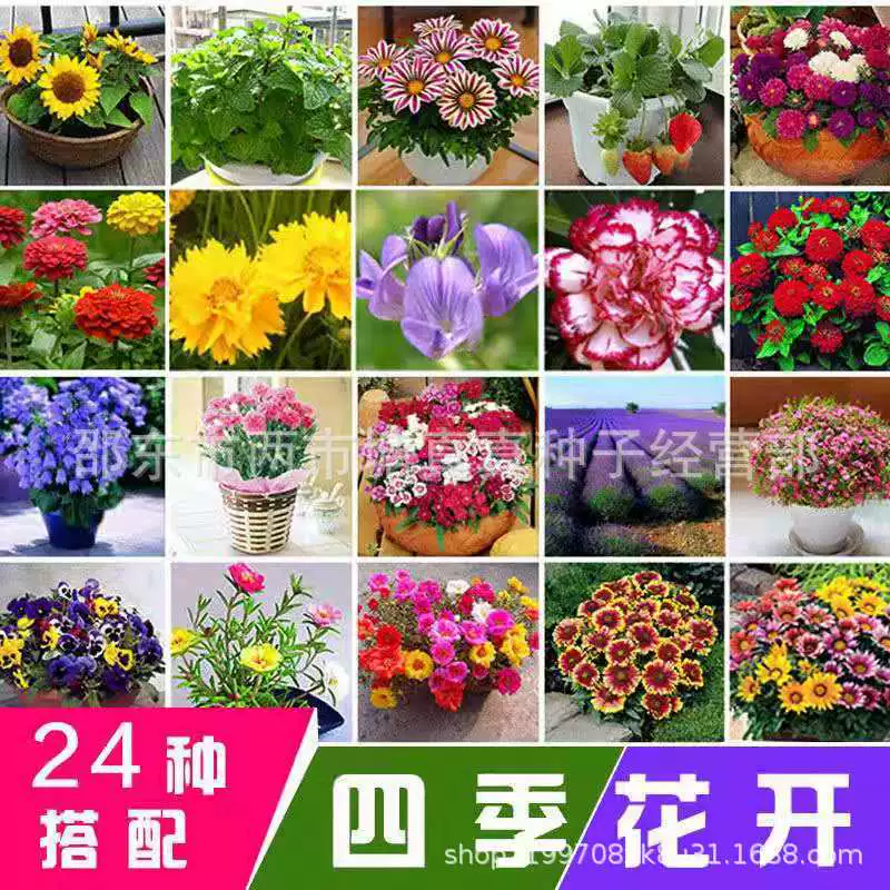 Семена Цветов Гипсофила метельчатая Космос Подсолнечник Клубника Подсолнечник Четырехсезонная трава Вид на горшке Цветочные растения Семена