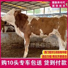 西门塔尔肉牛犊批发4-5个月改良小牛犊养殖活体肉牛种牛活牛价格