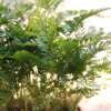 Moss micro -landscape making fern plant micro -landscape plant wolf tail fern plant wholesale landscaping potted plants