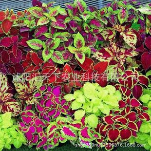 Colorful Grass Seeds Double Colorful Grass Seeds Balcony Garden Flower Seeds Wholesale Potted Flowers Fun