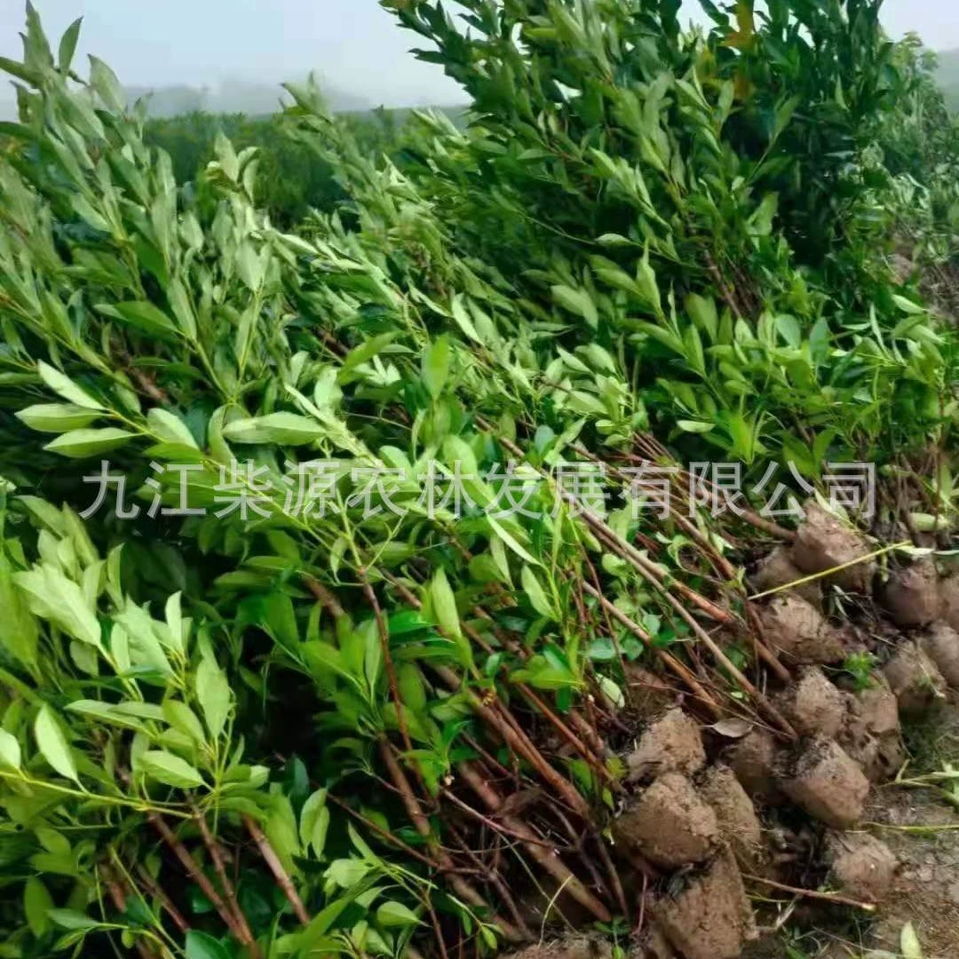 Цена на французский орех 2021 г. Французский орех 1.5m г. Основа для рассады французского ореха Тенденция на рынке французского ореха