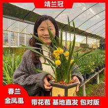 春兰金凤凰兰花苗带花苞发货盆栽浓香室内花卉绿植四季十大名贵