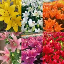 �M�����⎧ѿ�ٺϻ��N���̨���B�������Զ������ͺ��ļ��׻��