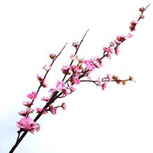 仿真腊梅花小梅花中式桃花枝家居装饰茶花代发客厅摆设桃花火鹤王
