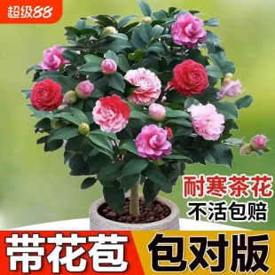 �������軨�����ļ�����ɽ�軨���҃�ֲ����B��ɫ�൤�����ͻ���