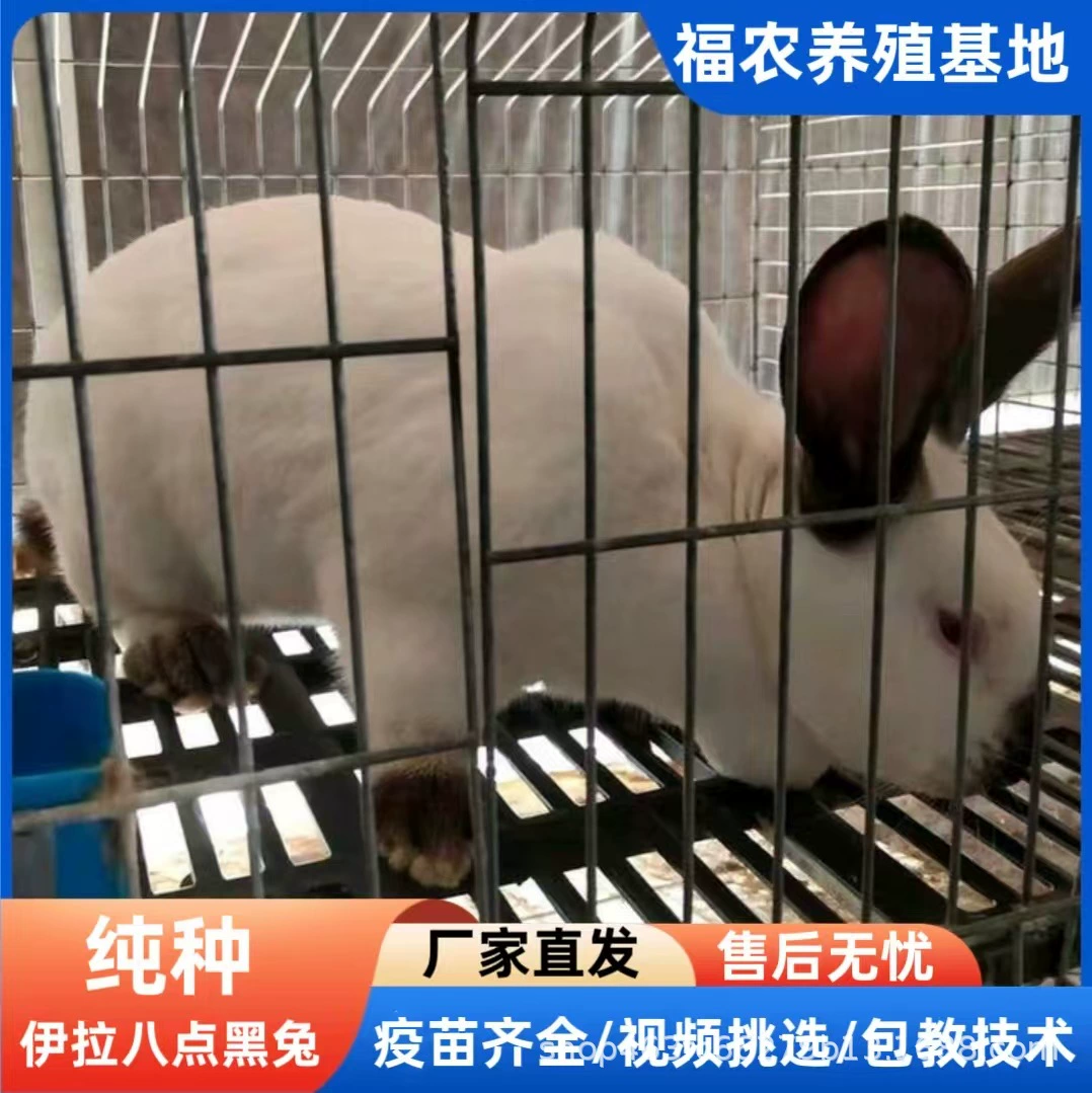 Разведение крупных мясных кроликов породы Ира в сельской местности, живые, высокоэффективные, высокопродуктивные, готовые к отгрузке взрослые кролики породы Ира, кролики для высокоурожайного разведения