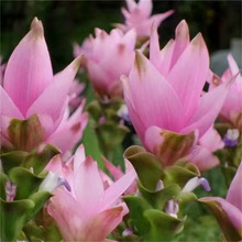 �M�ڽ��ɻ��N���͟��͕����������ͥԺ�̨�҃Ȱٺ������㻨��