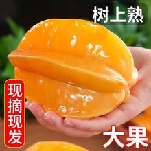 福建漳州杨桃新鲜应季水果现摘现发甜杨桃带箱批发价