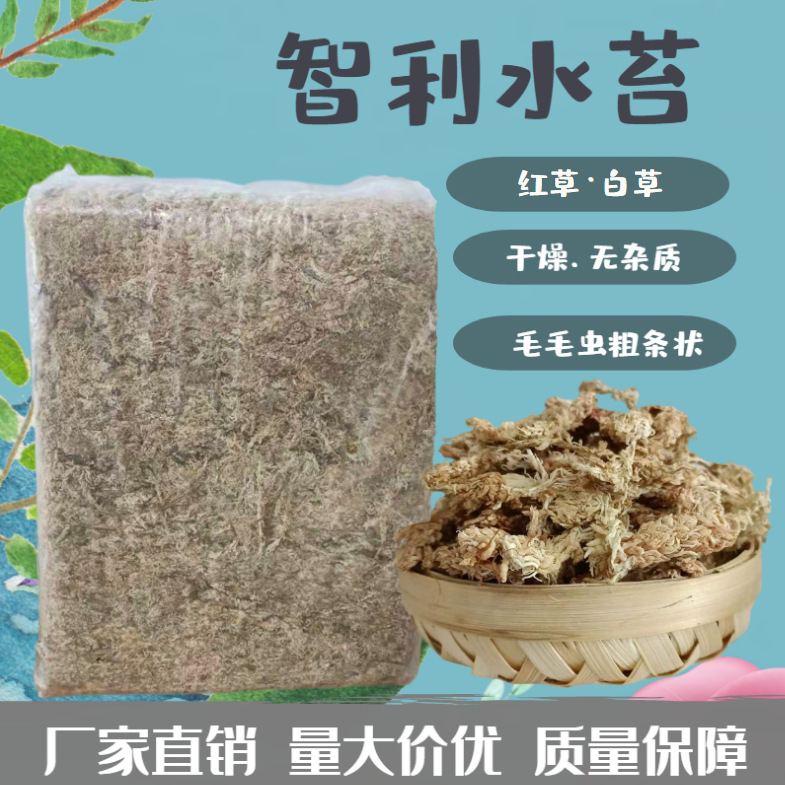 智利水苔兰花土绿植盆栽土爬宠垫材微景观毛毛虫水苔水草红草白草