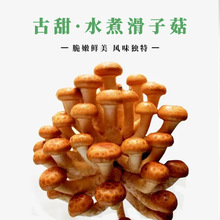 【古恬】水煮滑子菇 滑子菇罐头 什锦菇