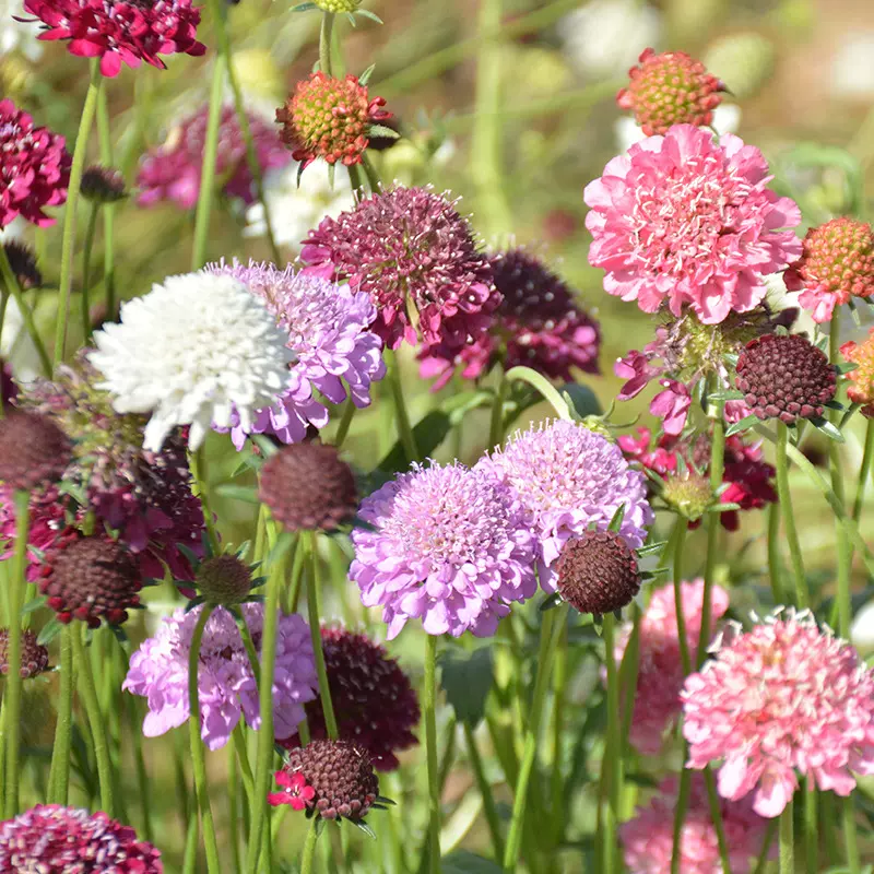 轮峰菊种子四季易种冬季耐寒紫盆花室外景观盆栽花卉种子批发