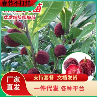 һ�����l��÷����޽������t���ش�|����̿ˮ����÷�������~�ϱ�