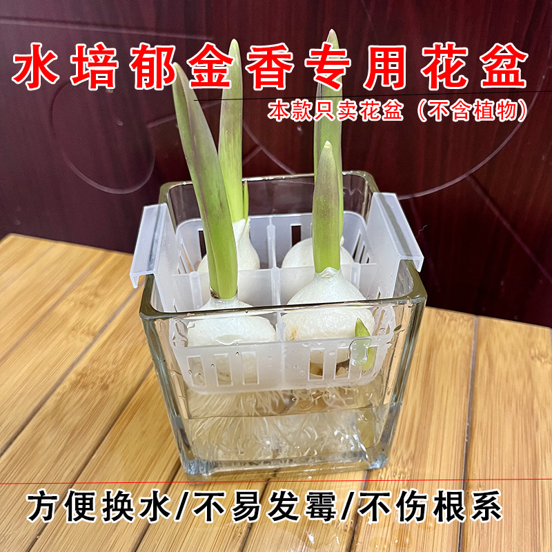 植栽バスケット付き水耕チューリップ植木鉢、水耕球根、水交換が簡単なガラス製品、透明なチューリップ花瓶|undefined
