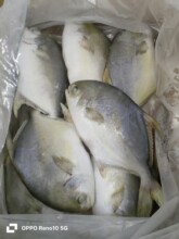 深海金鲳鱼带冰水20斤/件白金鲳鱼金仓鱼400-500克
