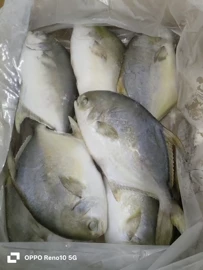 软体类;鱼类;食品饮料加工