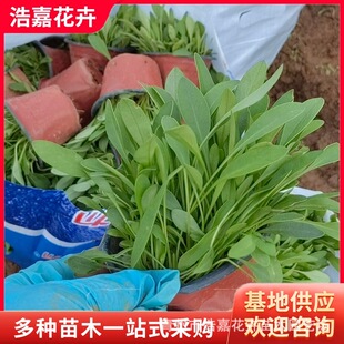 �۹�󻨽��u�����Ԉ@�־G�����^���̇����u����ľ�޸��쾰����