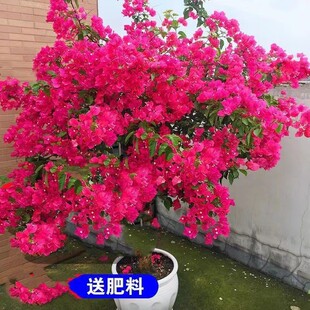 ���ͺ�������÷�؃r�ļ��_���͟�����ͥԺ��ɫ���ܾGֲ����ֲ��