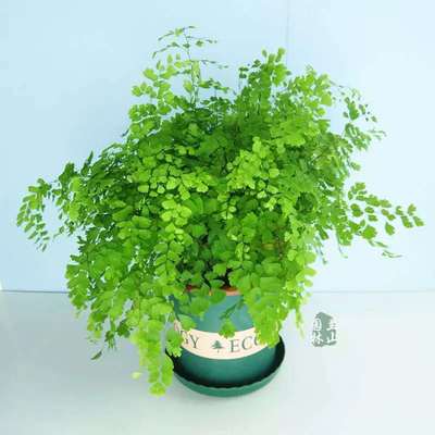 Fern Botany Maidenhair fern Green plant indoor balcony Green plant Potted plant flowers and plants Independent One piece wholesale
