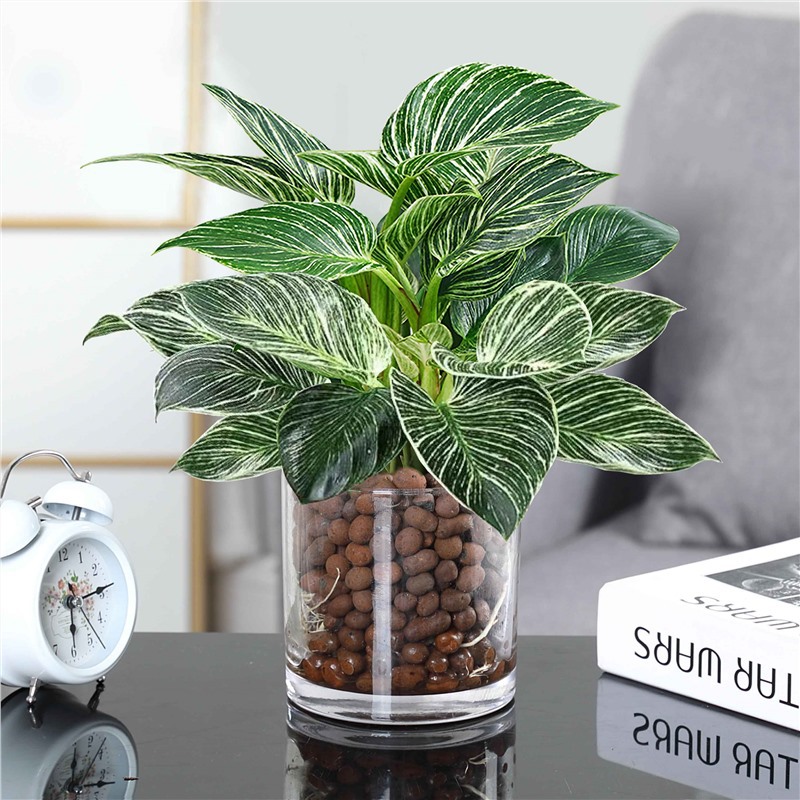 플래티넘 골드 드릴 30cm 높이 분지 3 수경 원통형 유리 병 + 세라믹 사이트 + 비료