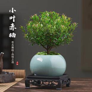 Small-Leaf Red Nan Old Stump Bonsai Seedlings, Plants, Florals, Micro-Landscape Hydroponics, Easy to Grow in the Office, Evergreen Potted Plants in All Seasons