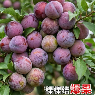 ���Ә������ڼ޽Ӈ����������ͺ��ͺ����Ե����ϱ����Nֲ�������