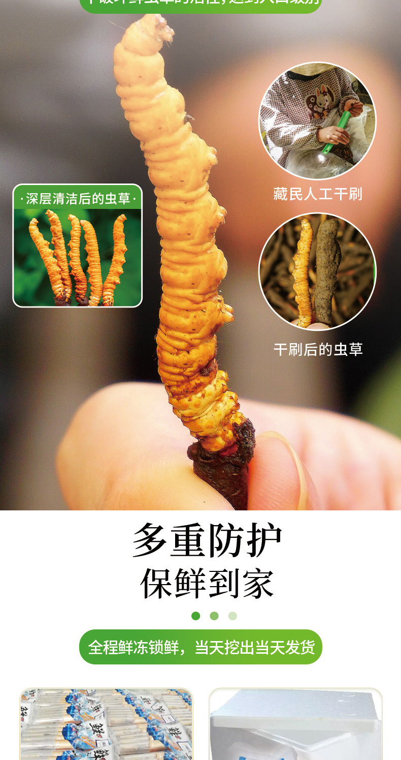 新鲜虫草_07.jpg