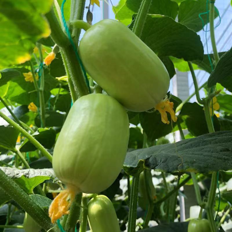 New Product Jade Girl Fruit Cucumber Seeds Crisp and Tender Thumb Cucumber Dry White Jade Cucumber Cucumber Vegetable Seeds