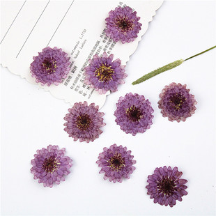 Small purple chrysanthemum dried flower material diy plant flower real flower plant specimen embossed bookmark face decoration