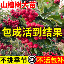 ɽ高���������o��ɽ髾GֲͥԺ�Nֲ���Ե��Թ������ϱ����Nֲ