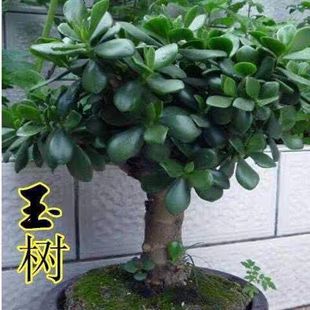 Jade Potted Succulent Plant Old Pile Indoor Four-Season Easy-To-Grow Plant Purifies the Air and Radiation-Proof Golden Branches Hongzhi