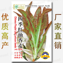 6000粒 四季红油香麦菜种子 香麦菜种 甜麦菜种子 油麦菜种籽批发