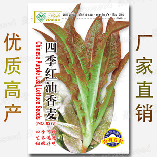 6000�� �ļ��t�������˷N�� �����˷N �����˷N�� �����˷N�����l