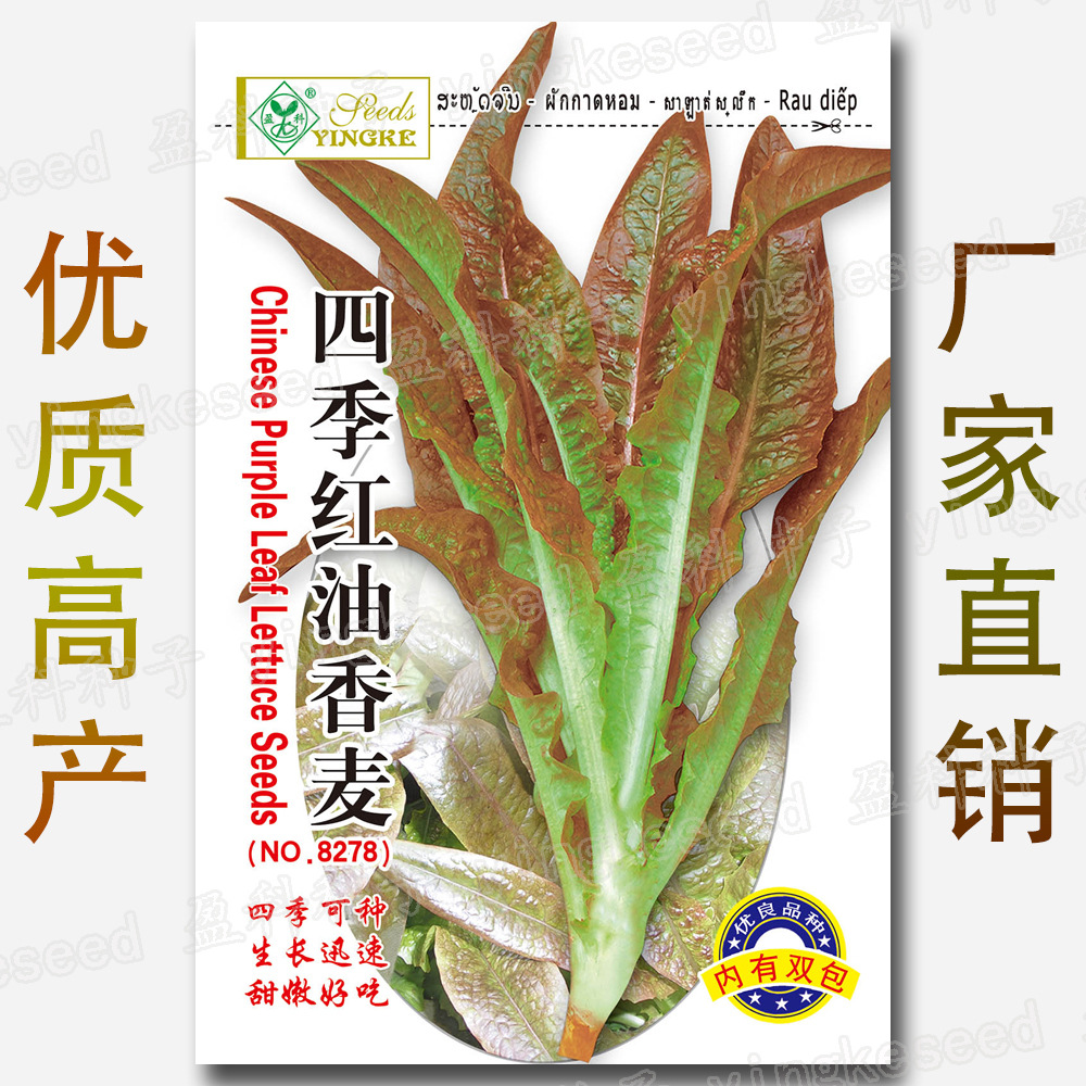 6000粒 四季红油香麦菜种子 香麦菜种 甜麦菜种子 油麦菜种籽批发