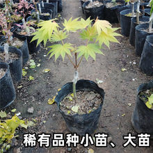 日本红枫树苗庭院植物盆景盆栽金隐约旦狮子头流泉羽毛浮云橙之梦
